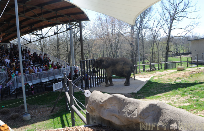 Visiting Grant&#39;s Farm {St. Louis, MO}