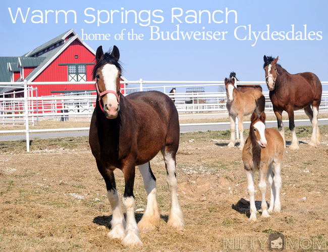 The Budweiser Clydesdales go around Busch Stadium for 2018 home