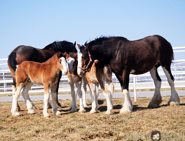 Warm Springs Ranch Clydesdales