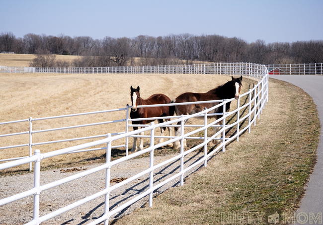 Warm Springs Ranch Cylesdales