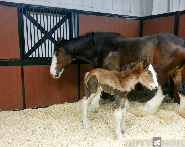 Warm Springs Ranch Newbown Clydesdale
