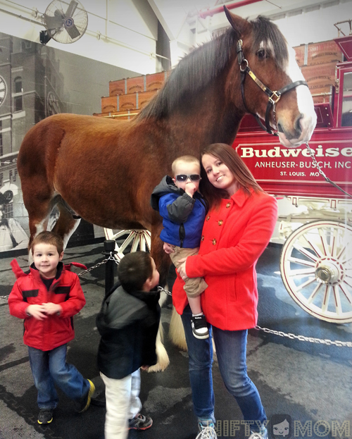 Photo Opp with Budweiser Clydesdales at Warm Springs Ranch