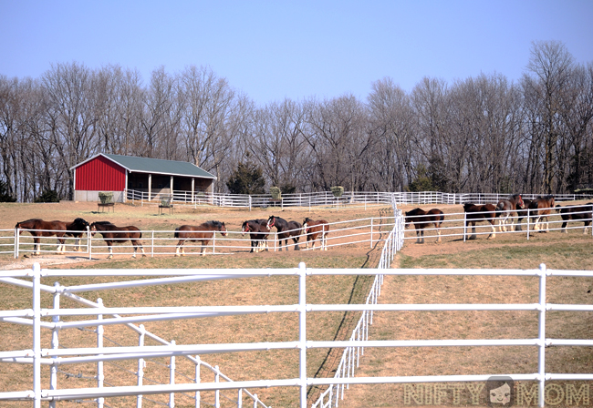 Warm Springs Ranch Clydesdale