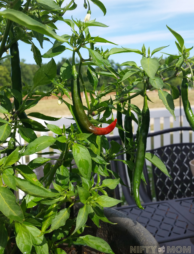 Growing Cayenne Peppers