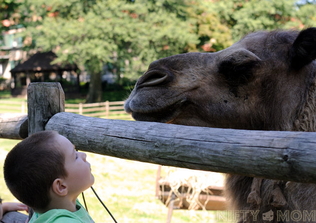 Grant's Farm Camels 