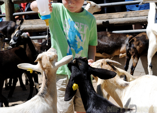 Grant's Farm Feeding Goats
