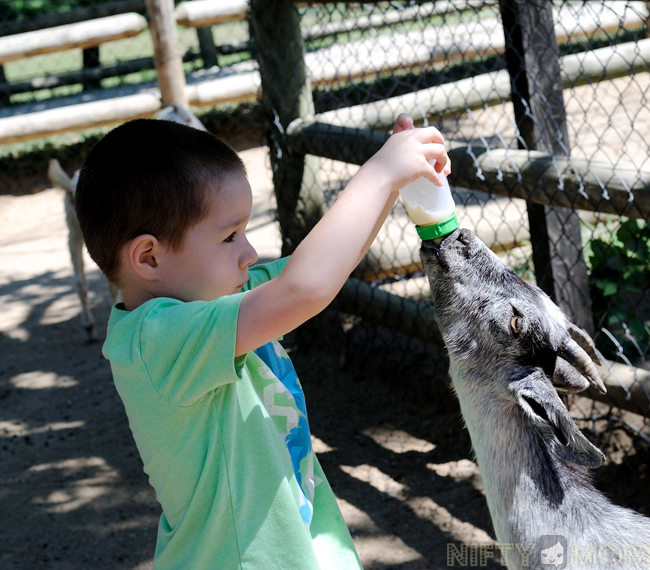 Grant's Farm Goat Feeding