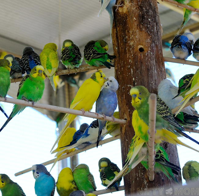 Grant's Farm Parakeet Feeding Area