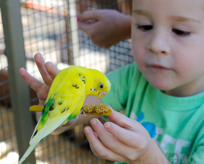 Grant's Farm Parakeet Feeding