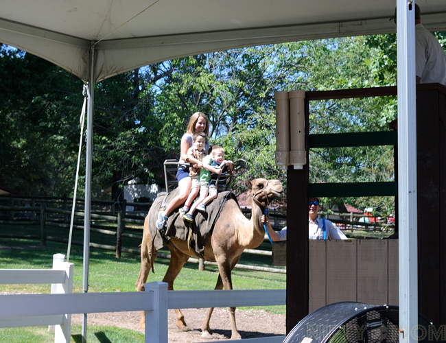 Grant's Farm Riding Camel