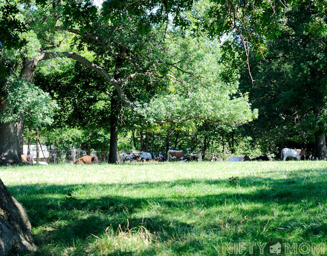 Wildlife in Deer Park at Grant's Farm