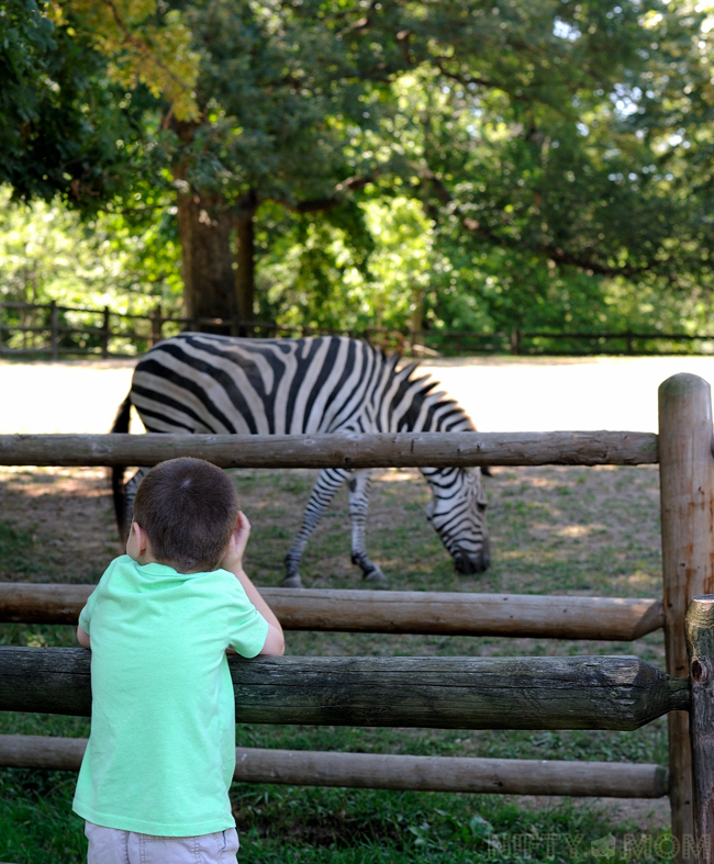 Grant's Farm Zebra