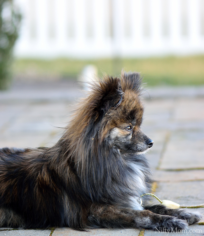 http://niftymom.com/wp-content/uploads/2015/04/ellie-enjoying-fresh-air.jpg