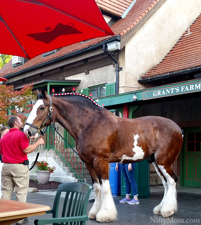 Grant's Farm Family Flicks Night with Clydesdale 