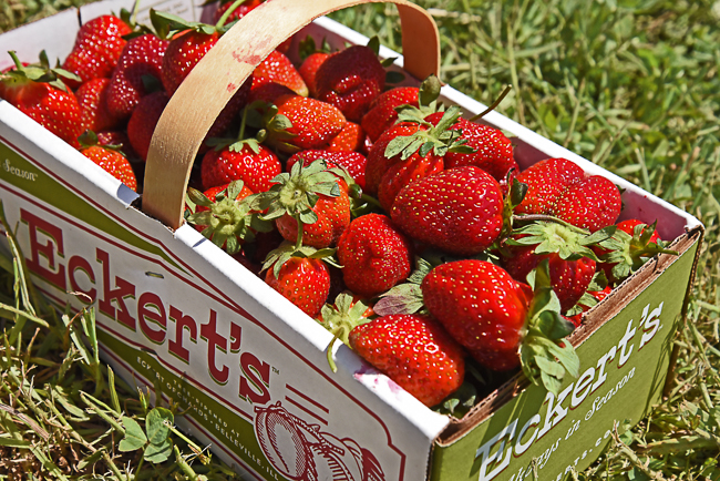 Pick-Your-Own Strawberries at Eckert's