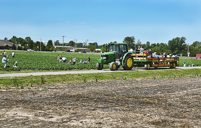 Pick-Your-Own Strawberries at Eckert's