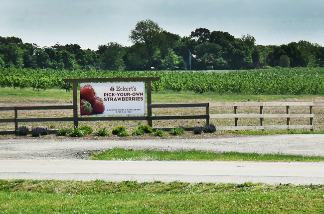 Pick-Your-Own Strawberries at Eckert's