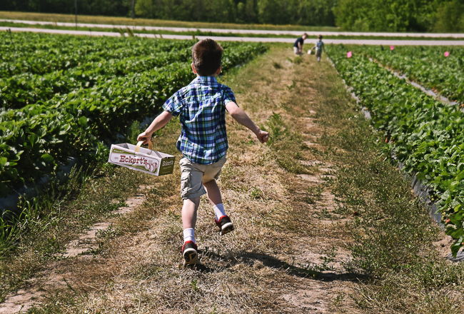 Pick-Your-Own Strawberries at Eckert's