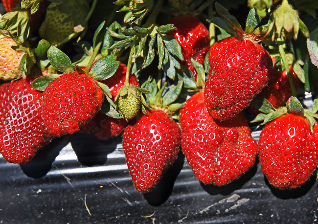 Pick-Your-Own Strawberries at Eckert's