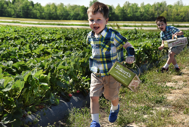 Pick-Your-Own Strawberries at Eckert's
