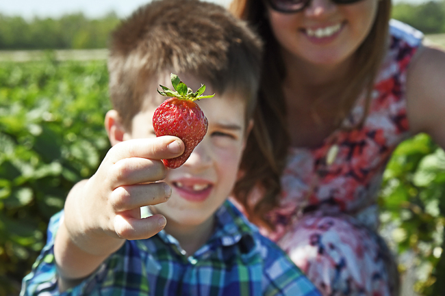 Pick-Your-Own Strawberries at Eckert's