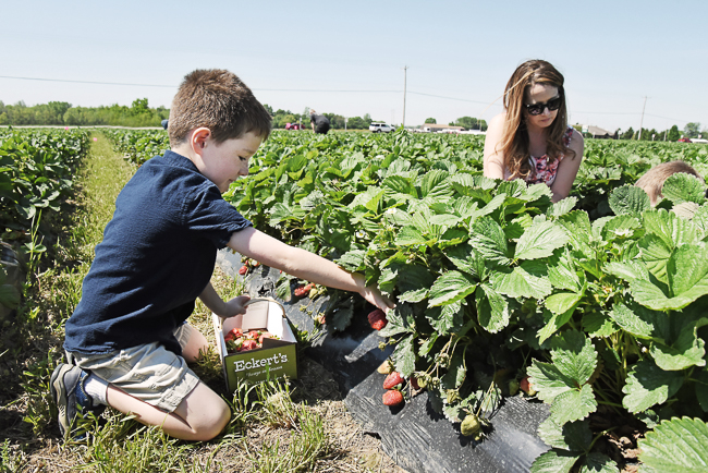 Pick-Your-Own Strawberries at Eckert's