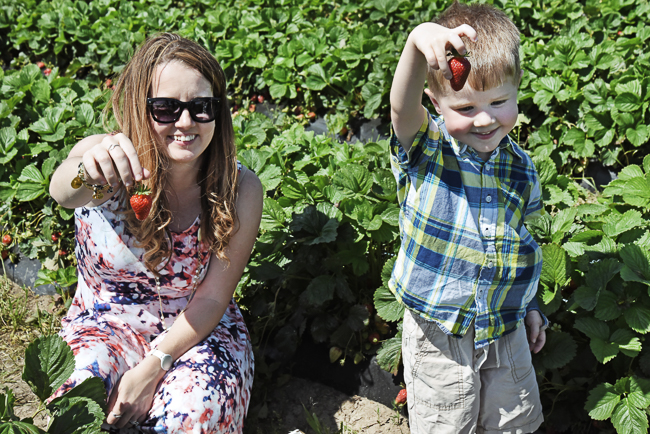 Pick-Your-Own Strawberries at Eckert's