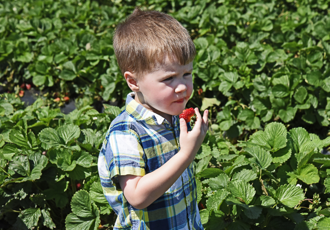 Pick-Your-Own Strawberries at Eckert's