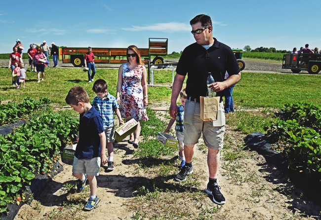 Pick-Your-Own Strawberries at Eckert's