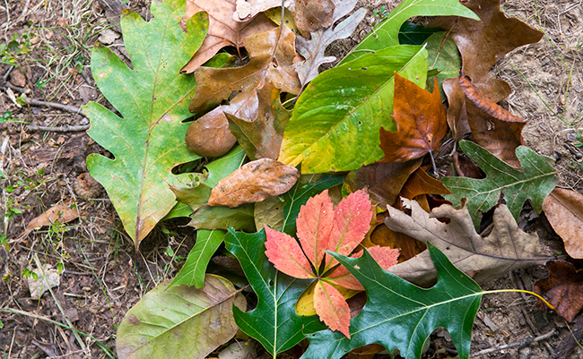 fall-leaves-ideas