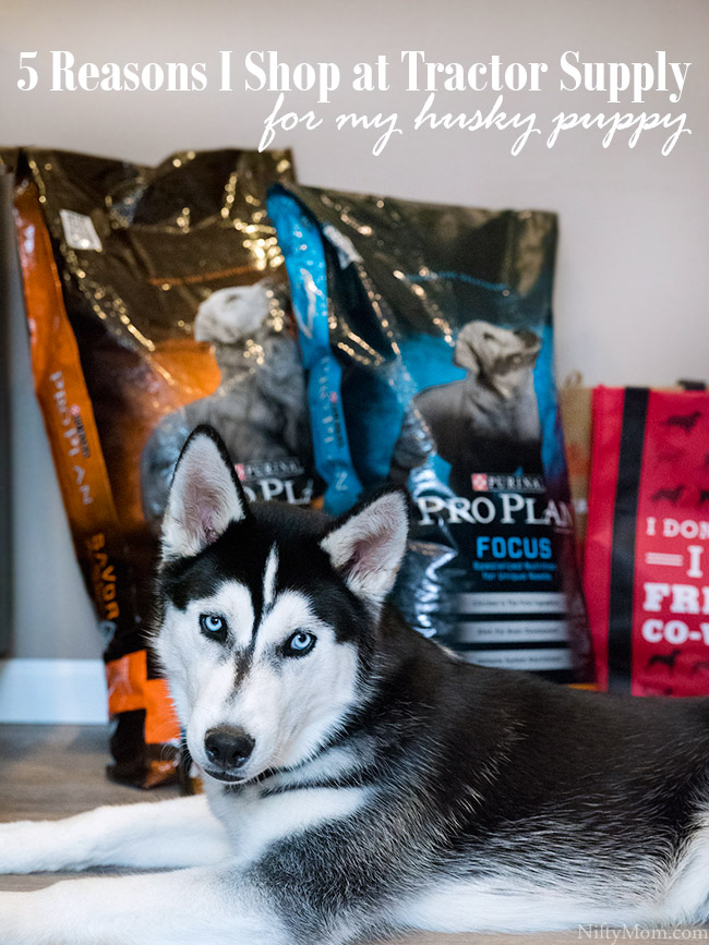 5 Reasons I Shop at Tractor Supply for Pet Supplies