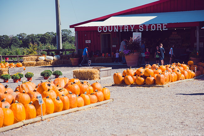 eckert's pumpkin patch belleville